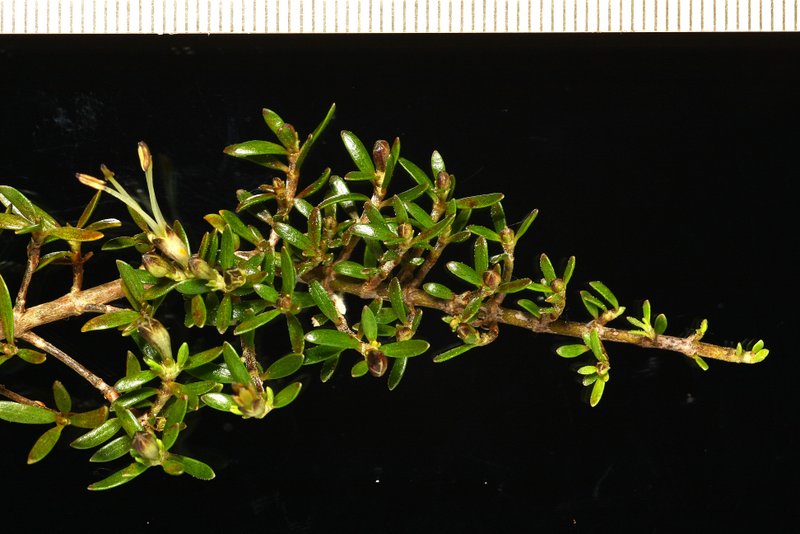 Coprosma Petriei The University Of Auckland